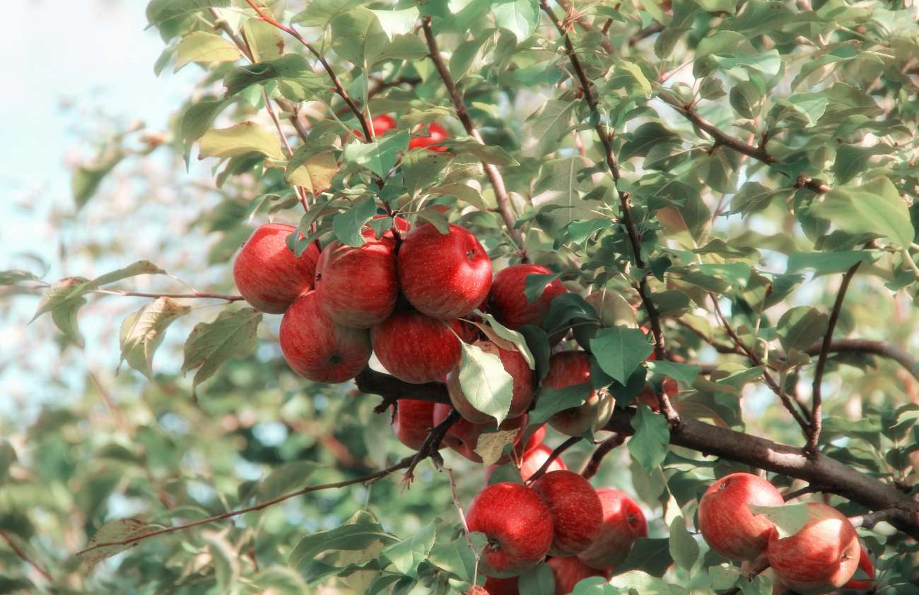 Memorial Tree Program