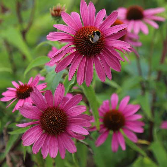 Booth Park Natural Area-Native Perennial Plug Planting Event  (Wednesday, August 6th)