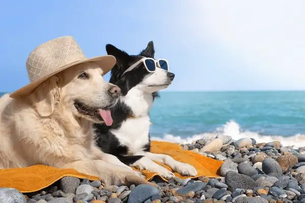 Dog Days 2025 Volunteer Opportunities