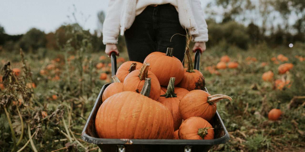 Pumpkin Patch Event Youth Volunteer Opportunity