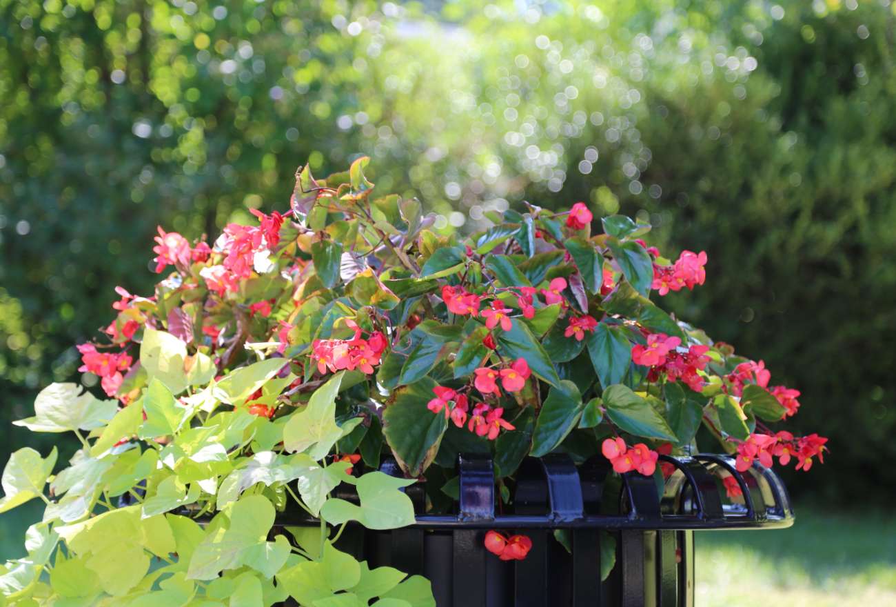 Memorial Planter