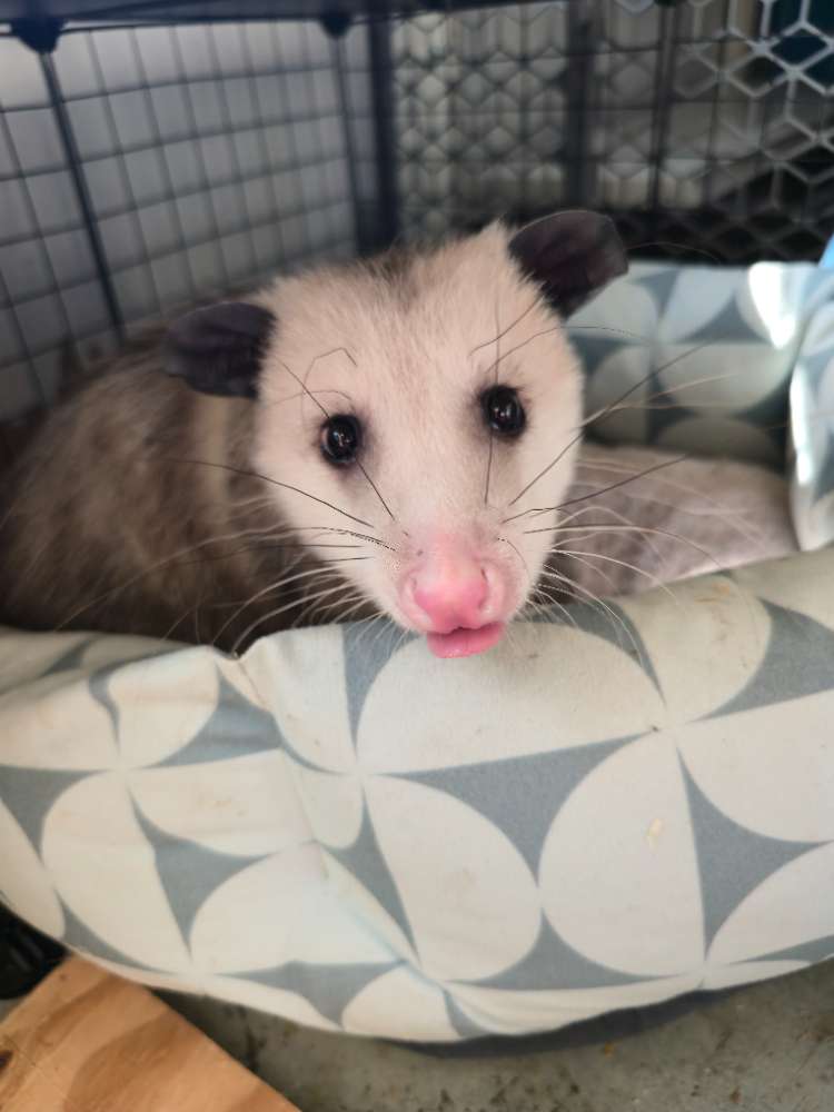 Furry Friend Fundraiser 