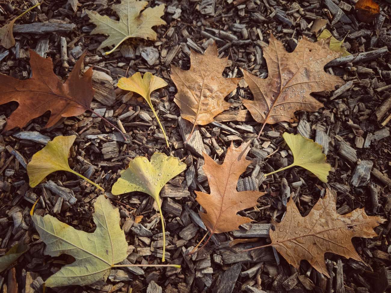 Memorial Tree Program