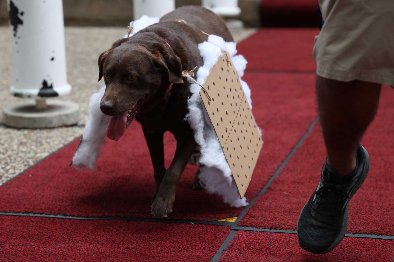 Dogtoberfest Sponsorship Opportunities