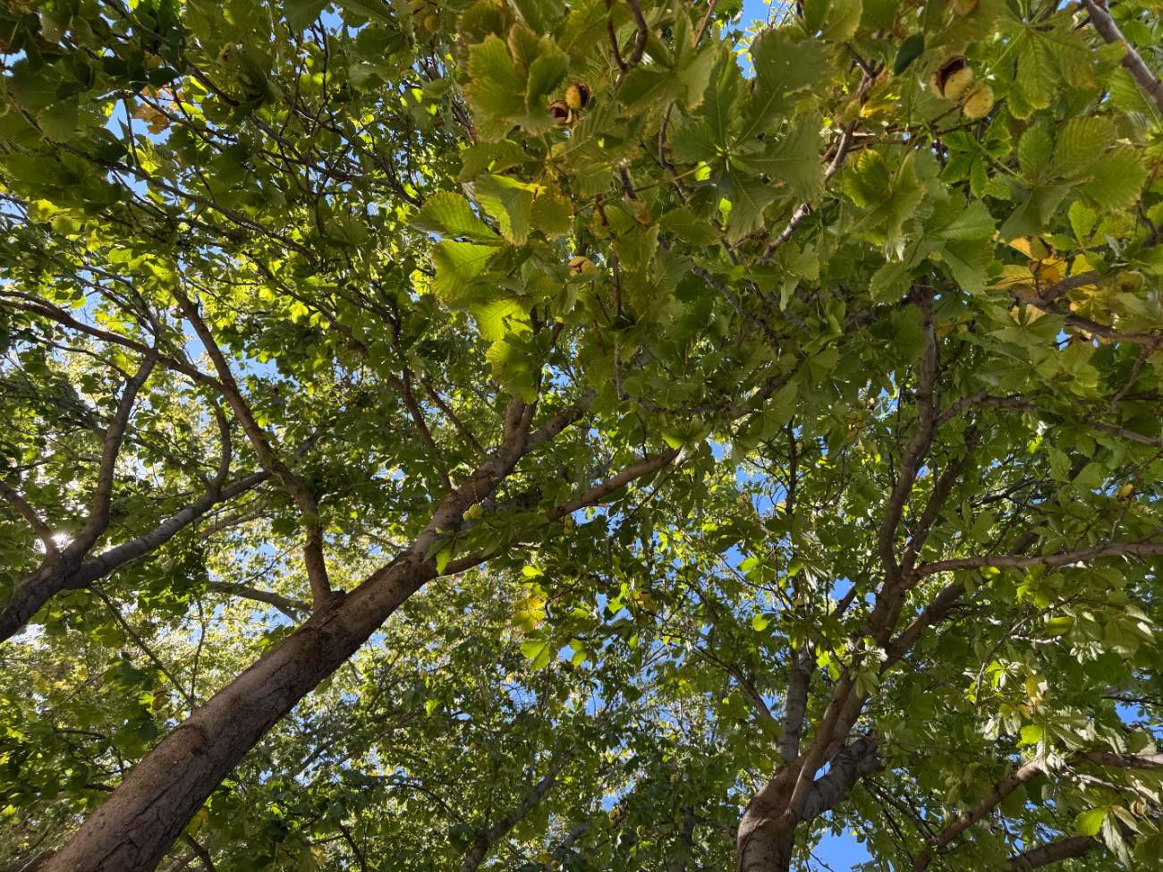 Urban Forestry Events 2026