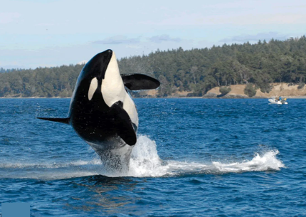 Community item