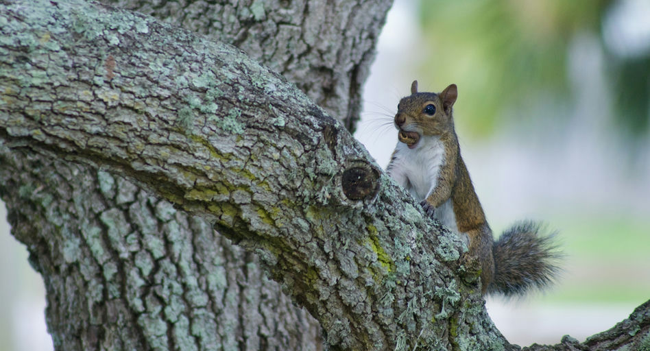Memorial Bench Program