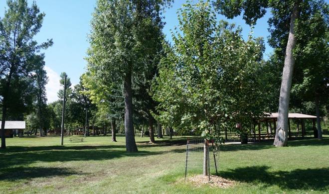 City of Spearfish Memorial Tree Program