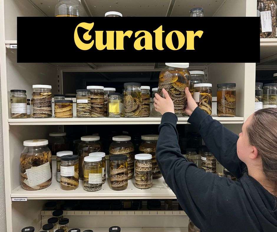 Curator Tier Sponsor