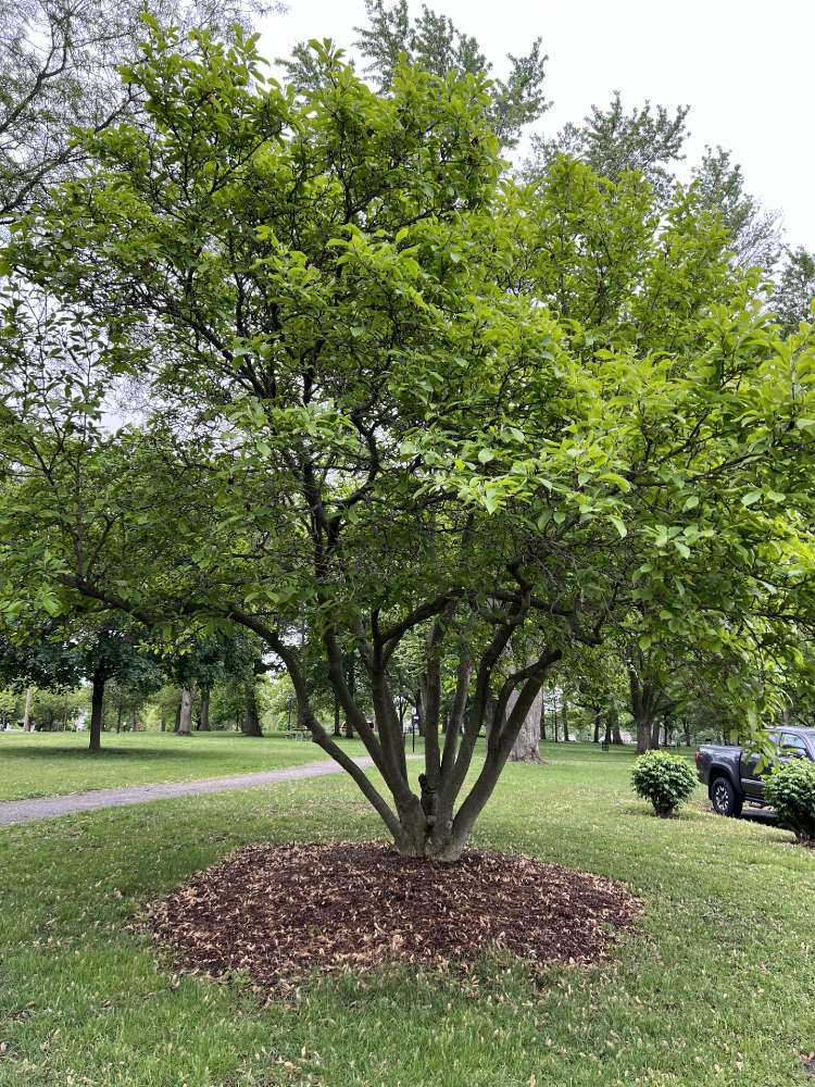 Shade & Flowering Trees