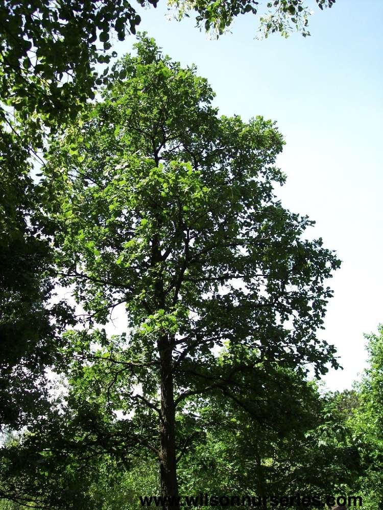Burr Oak