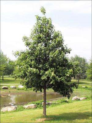 Swamp White Oak