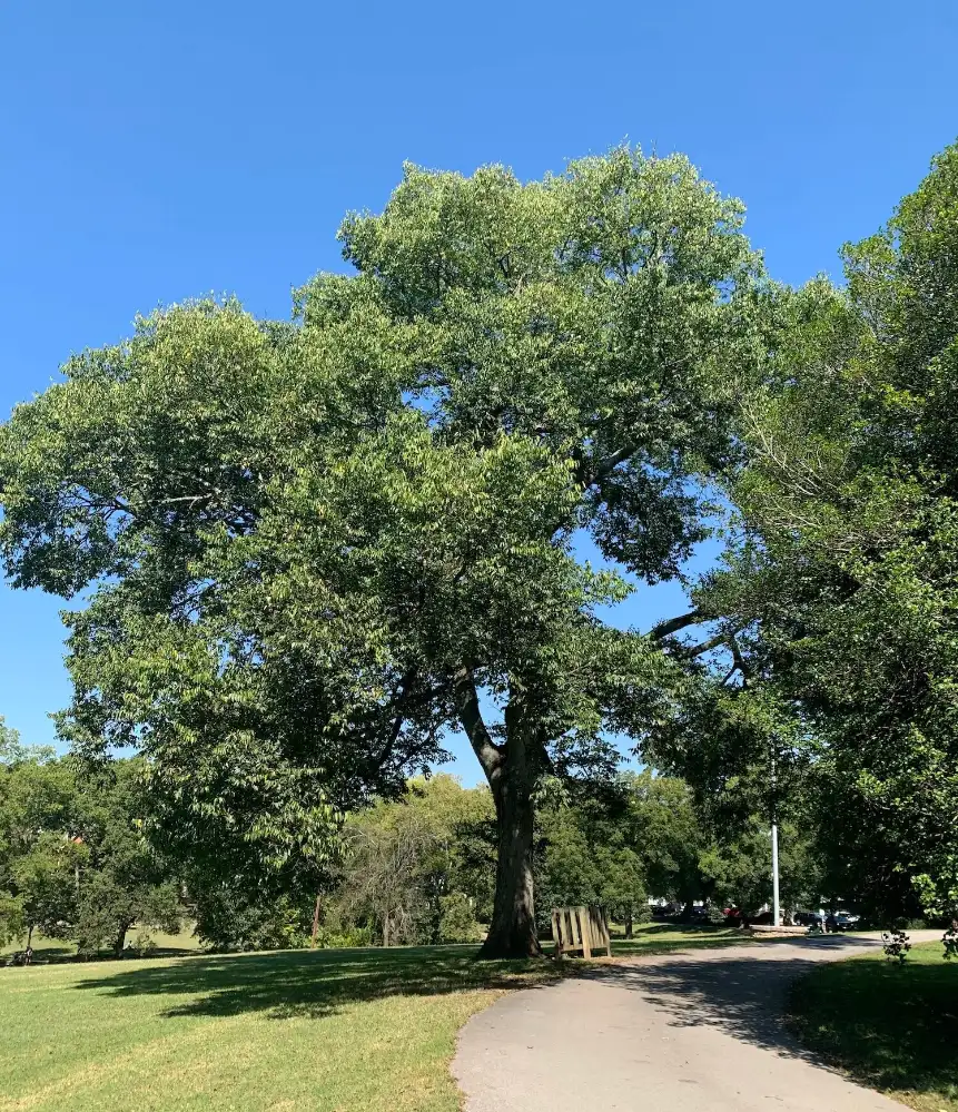 Donate a Common Hackberry Tree