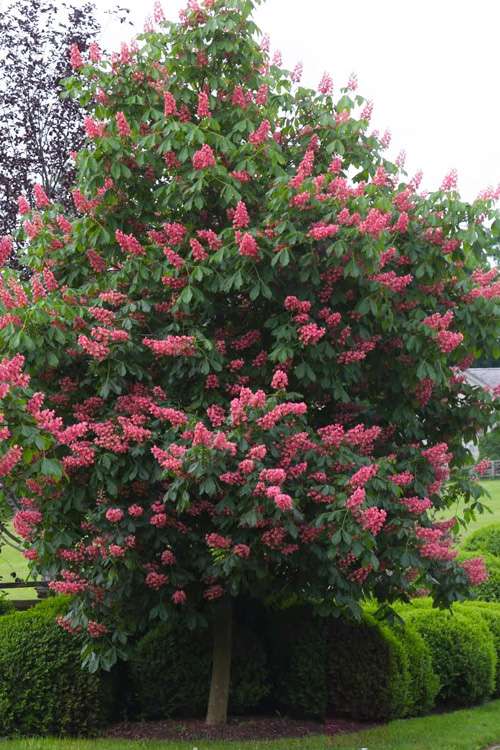 Donate a Fort McNair Red Horse Chestnut Tree