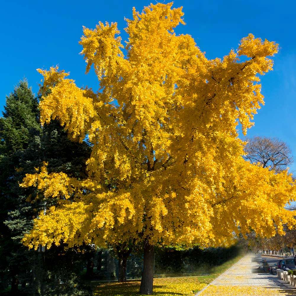 Donate an Autumn Gold Ginkgo Tree