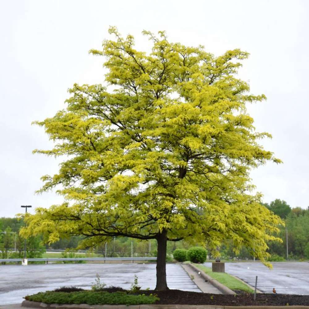 Donate a Sunburst Honeylocust Tree