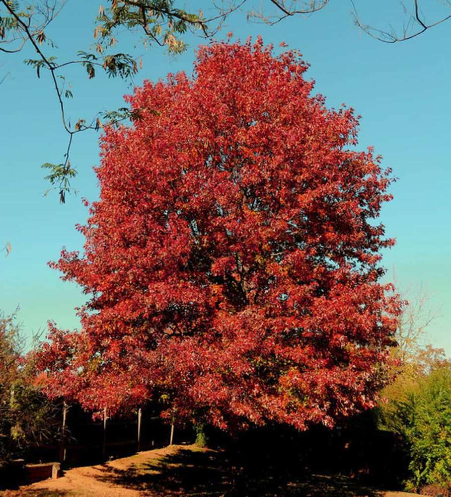 Donate a Northern Red Oak Tree