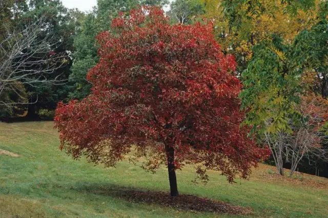Donate an Autumn Splendor Buckeye Tree