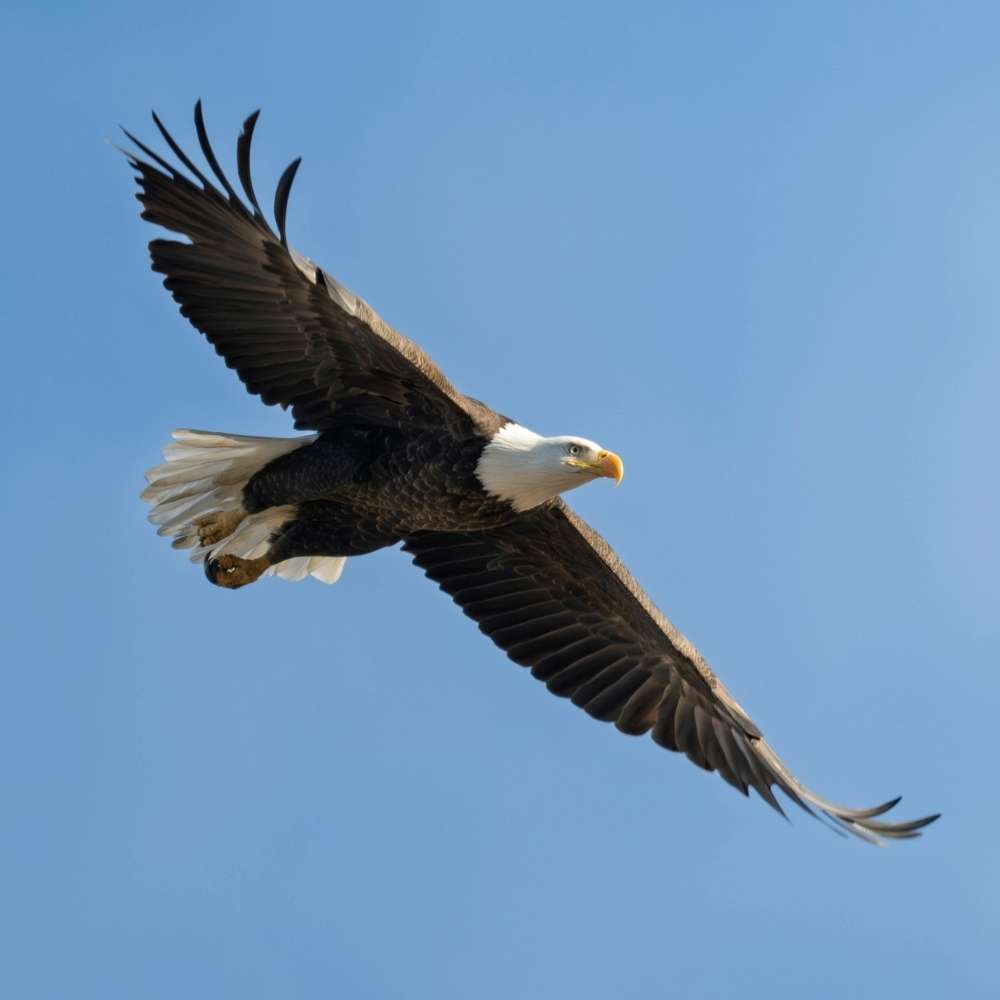 Freedom Funder