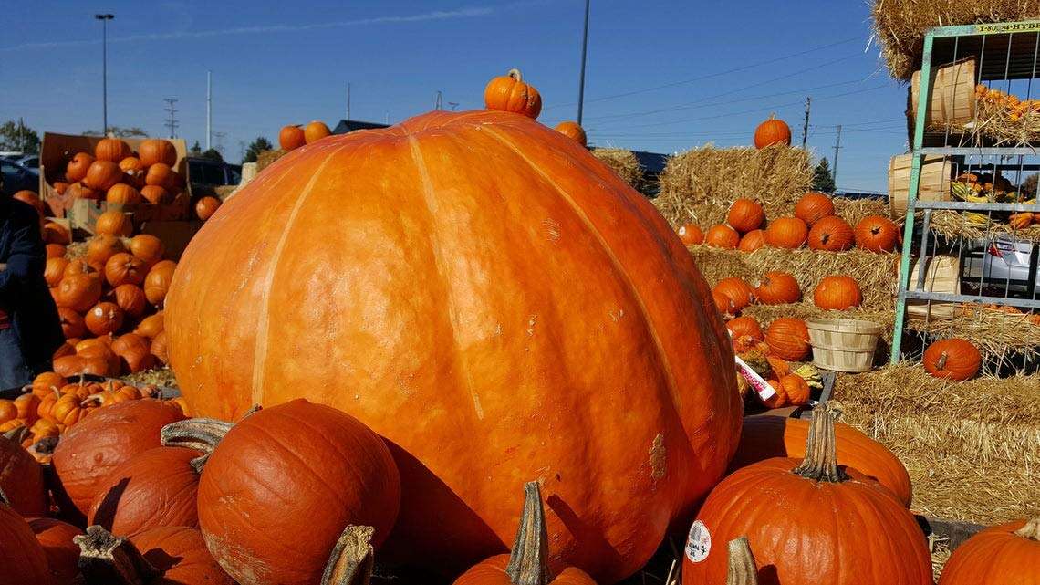 Great Pumpkin Gold Sponsor