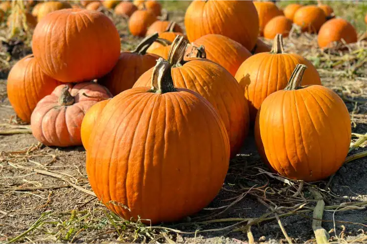 Pumpkin Roller Silver Sponsor