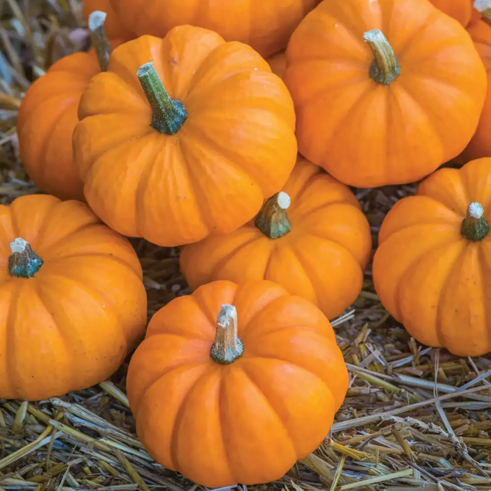 Lil' Pumpkin Bronze Sponsor 
