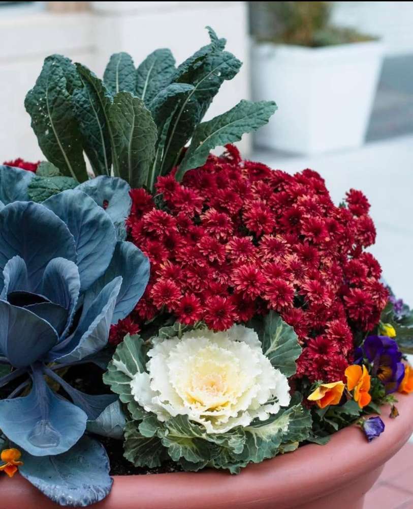 10 Ground Flowerpots