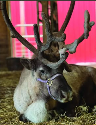Live Reindeer Sponsor
