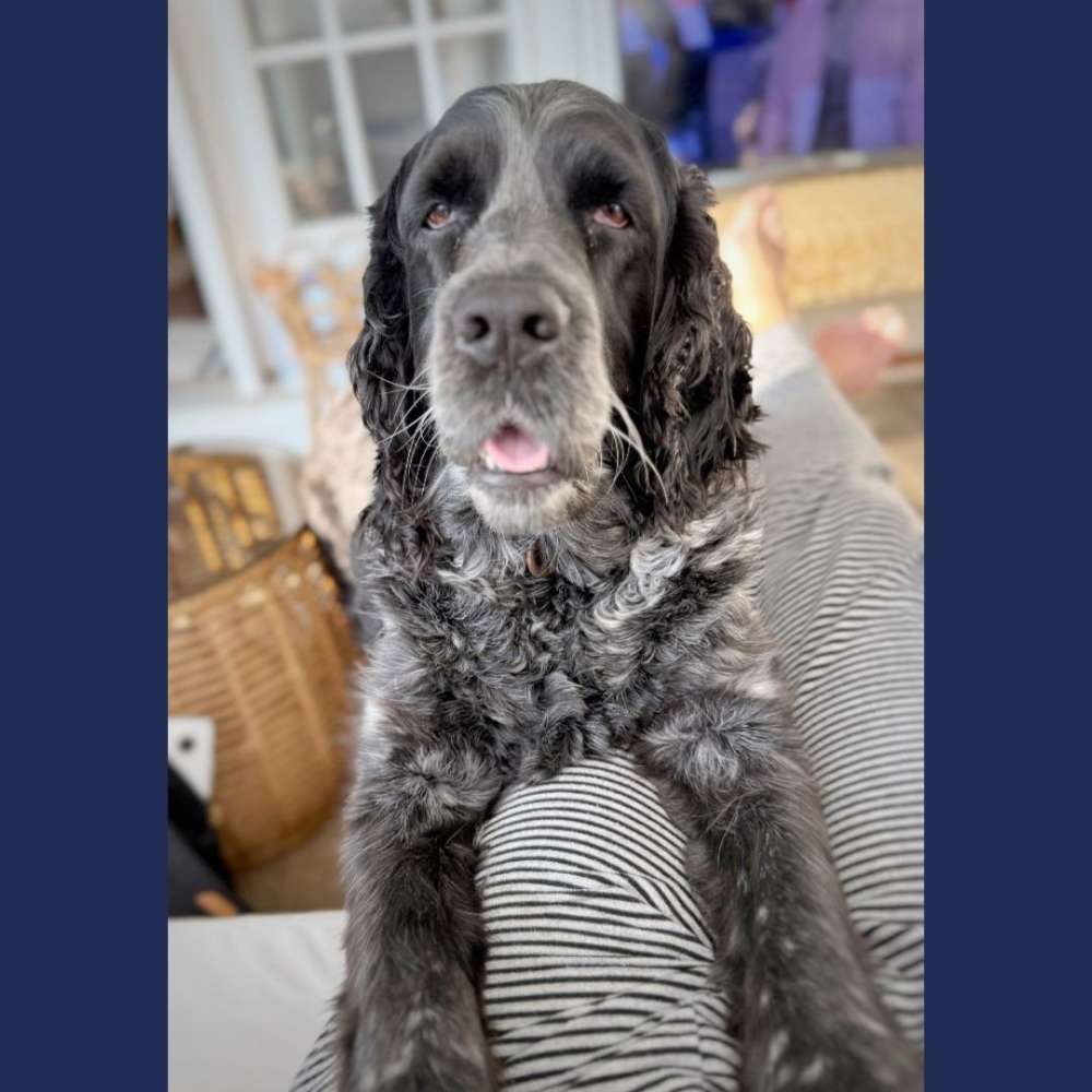Vote June Sellers for Pet Mayor