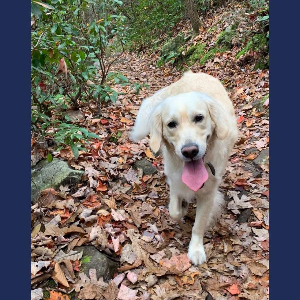 Vote Ember for Pet Mayor