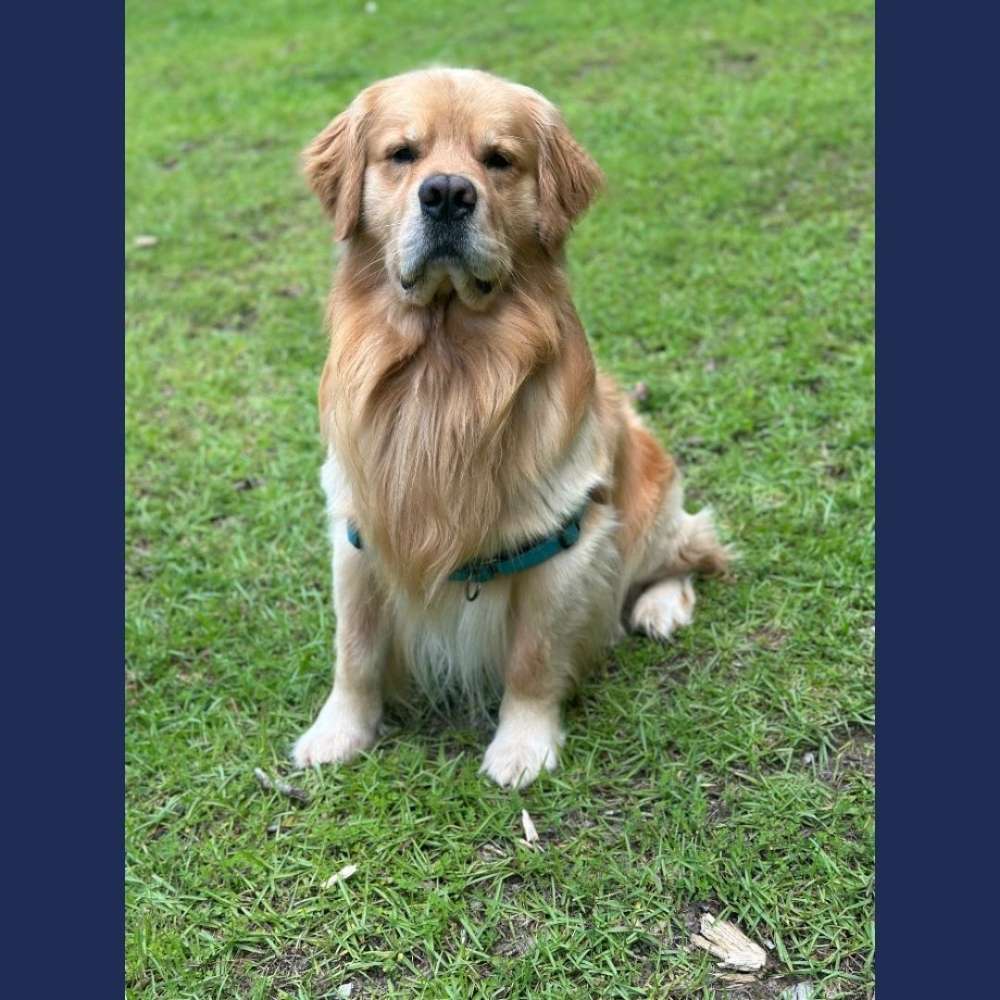 Vote Marty for Pet Mayor