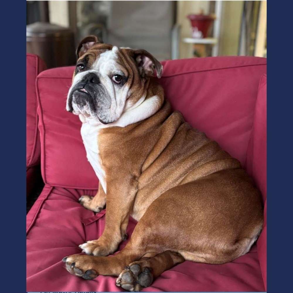 Vote Winston for Pet Mayor