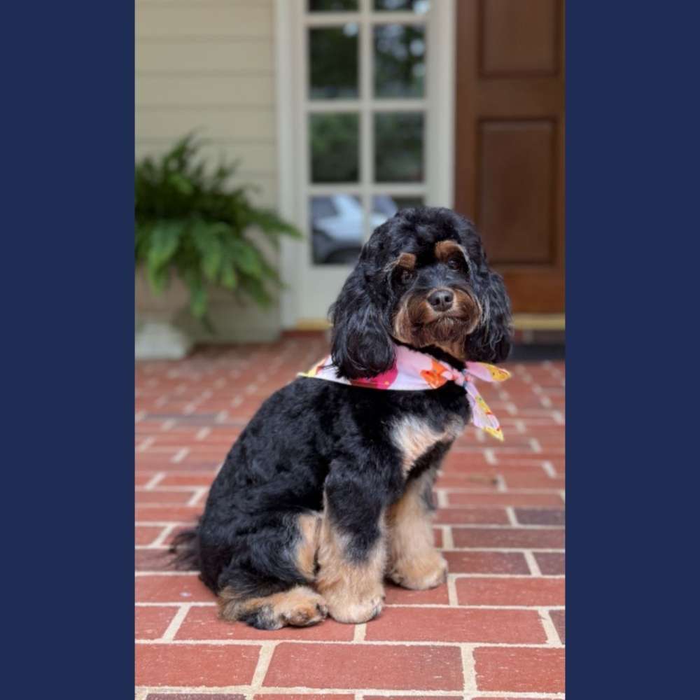 Vote Grrlie for Pet Mayor