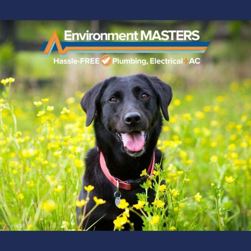 Vote Annie for Pet Mayor