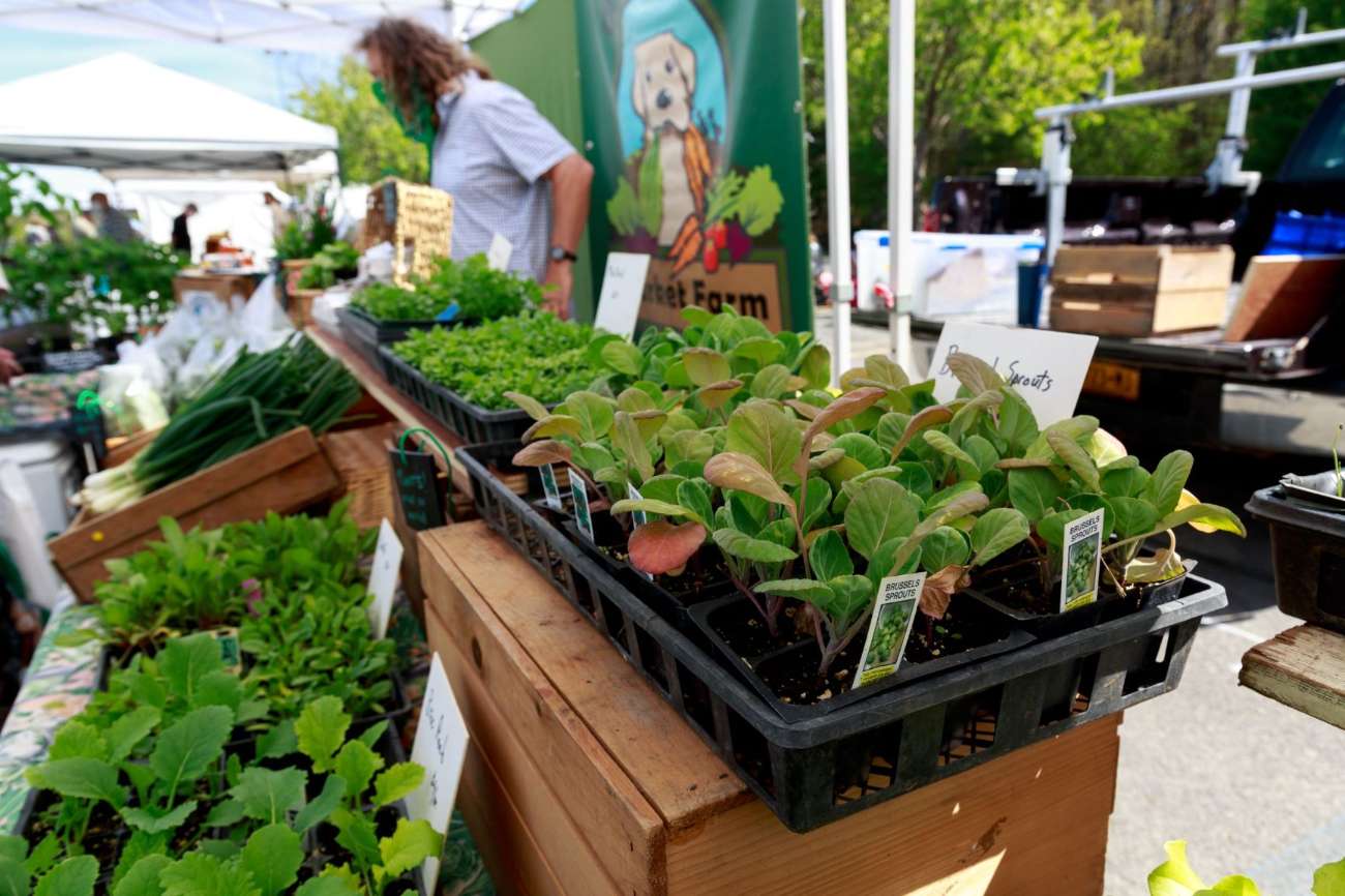 General Vendor Application