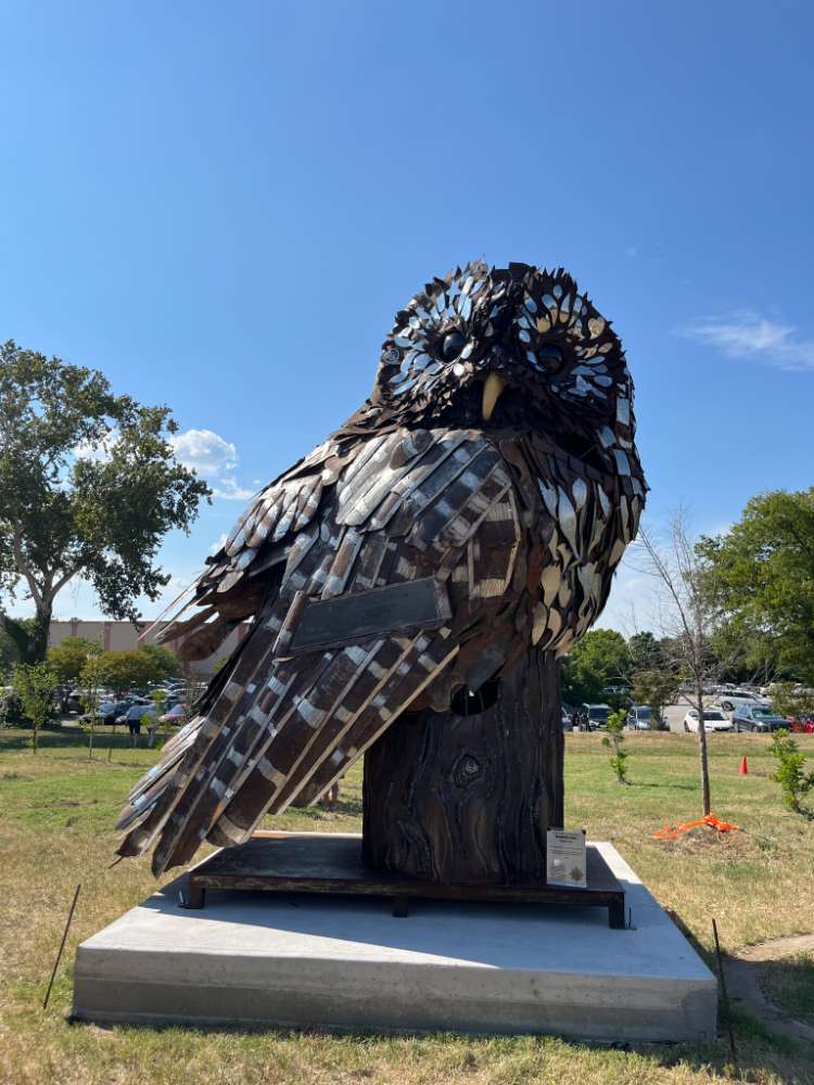 Barred Owl