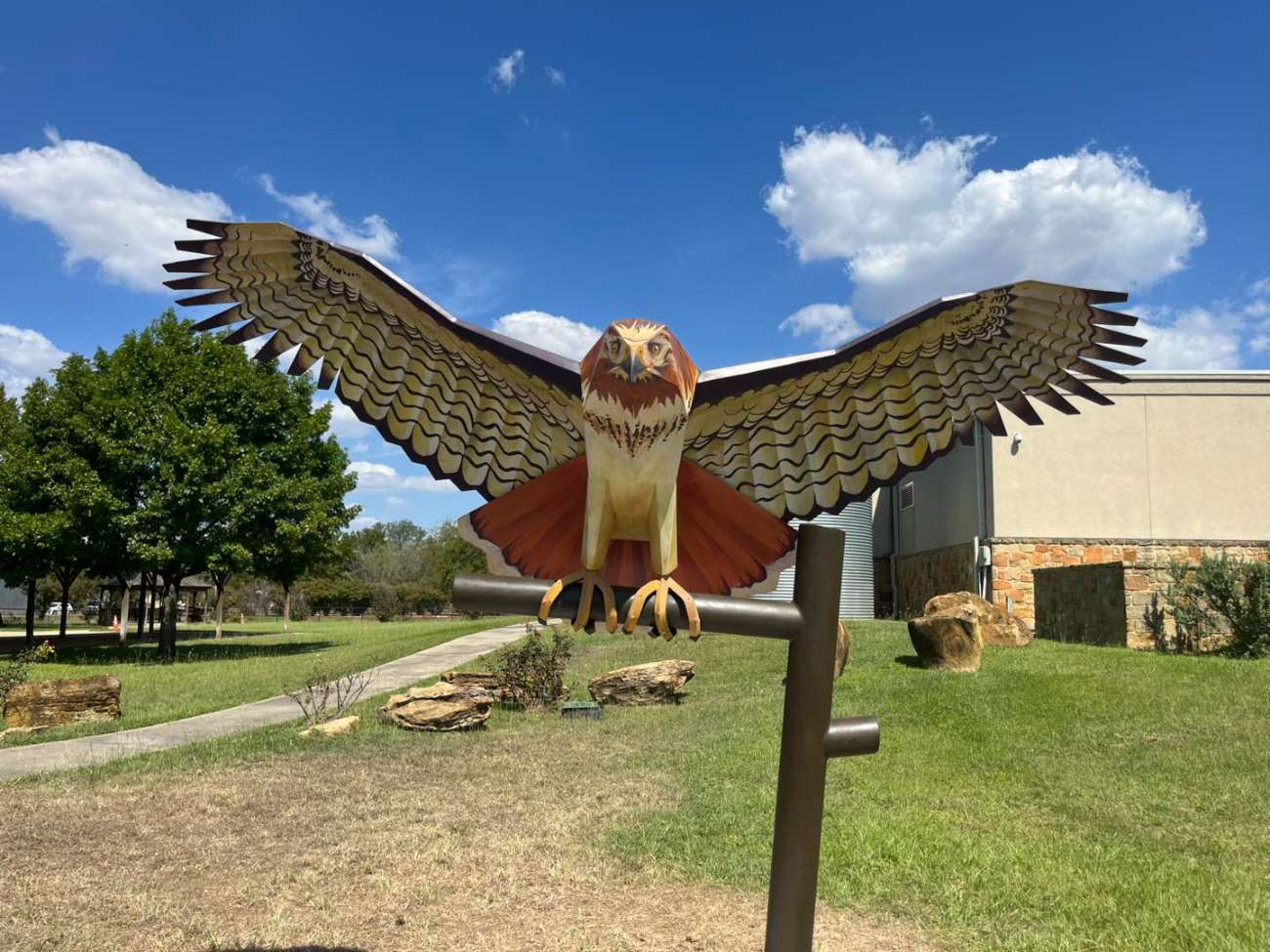 Red-Tailed Hawk