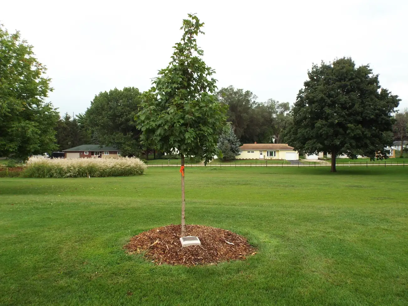 Clover Ridge Park Memorial Tree