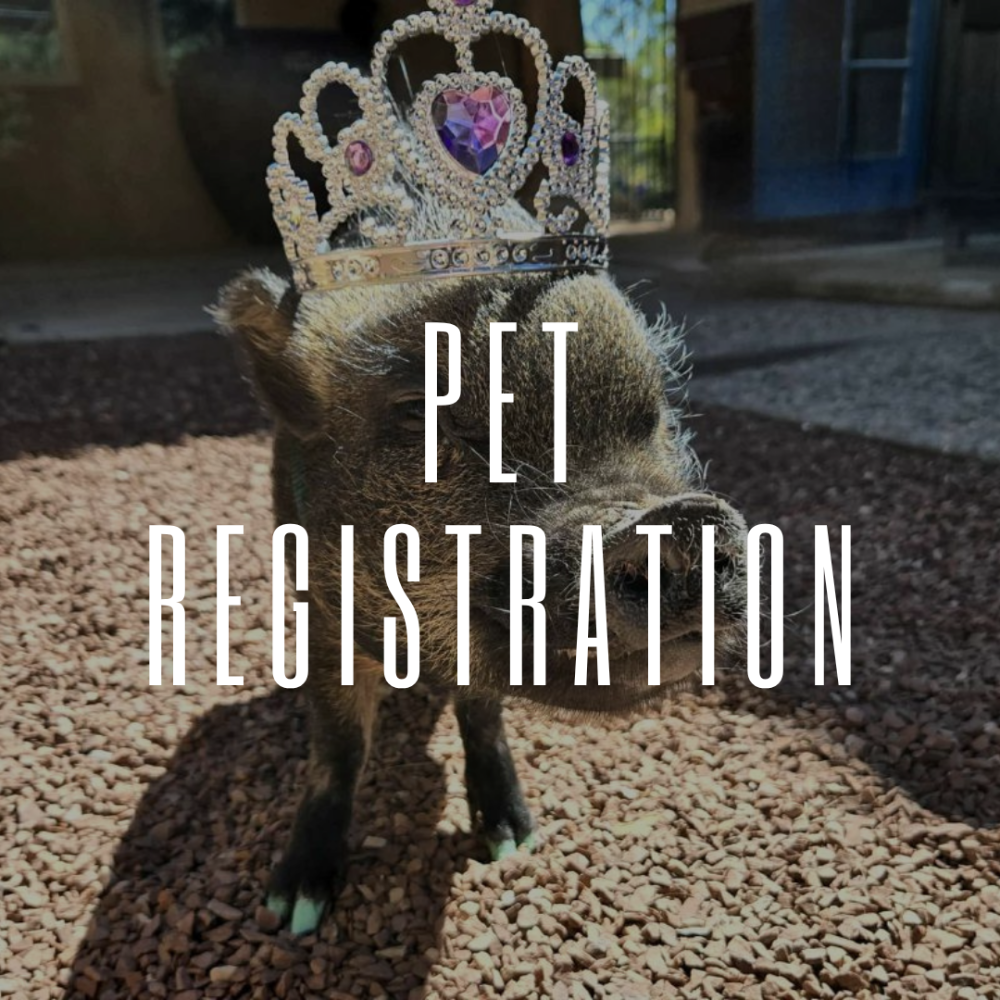 Pet Mayor Registration
