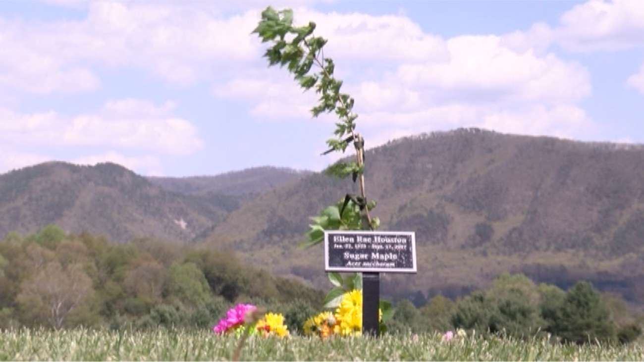 Deciduous Tree Memorial Application