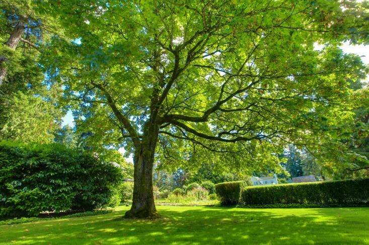 Evergreen Tree Memorial Application