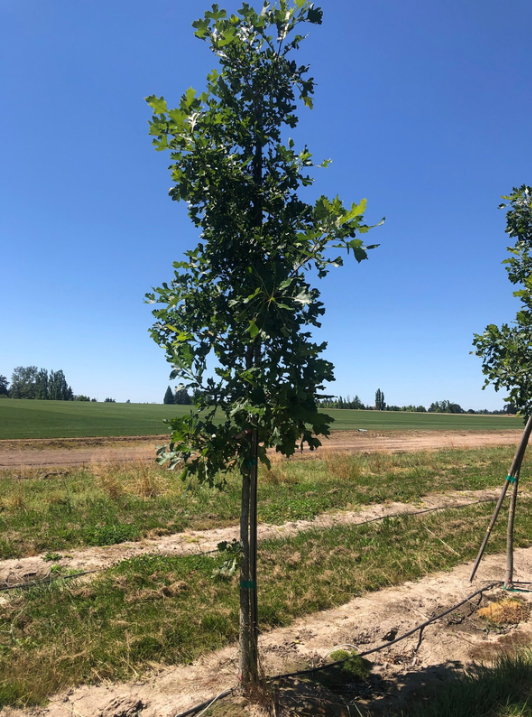 Tree Adoption (Multiple Locations)