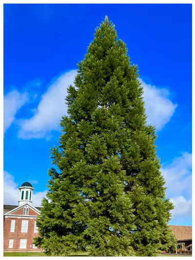 Giant Sequoia - Heritage Tree