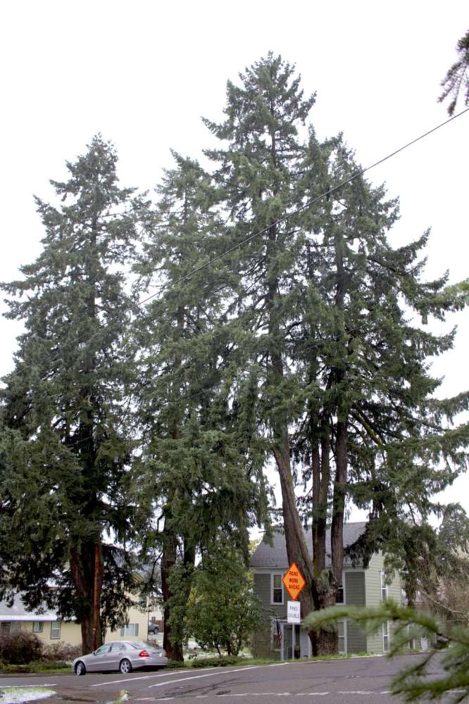 Douglas Fir Grove - Heritage Tree
