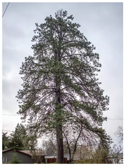 Ponderosa Pine - Heritage Tree