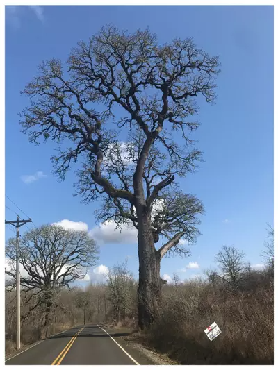 Oregon White Oak - Heritage Tree