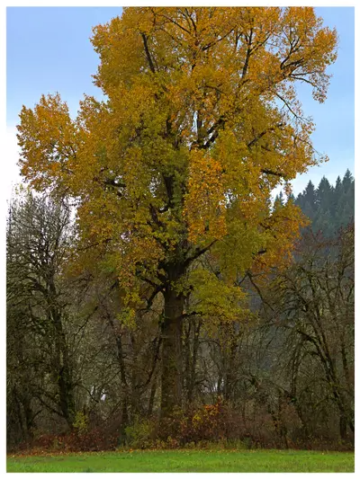 Black Cottonwood - Heritage Tree