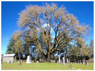 Big Leaf Maple - Heritage Tree