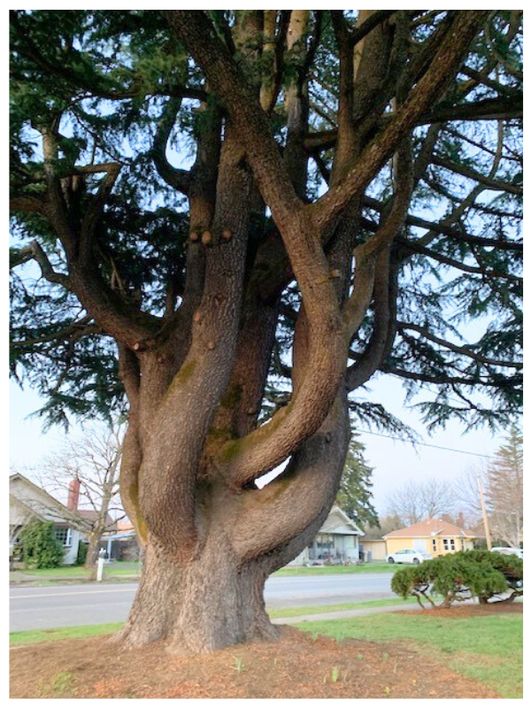 Deodar Cedar - Heritage Tree