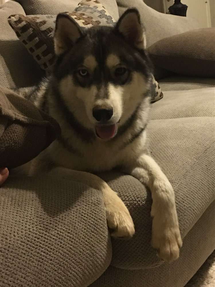 Vote Spike for Pet Mayor